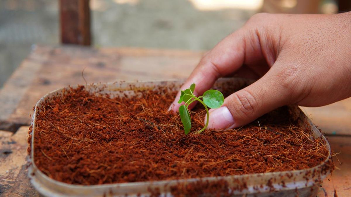 cocopeat untuk hidroponik