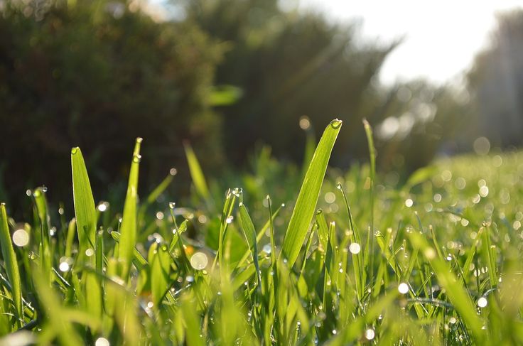 Cara budidaya rumput berkualitas