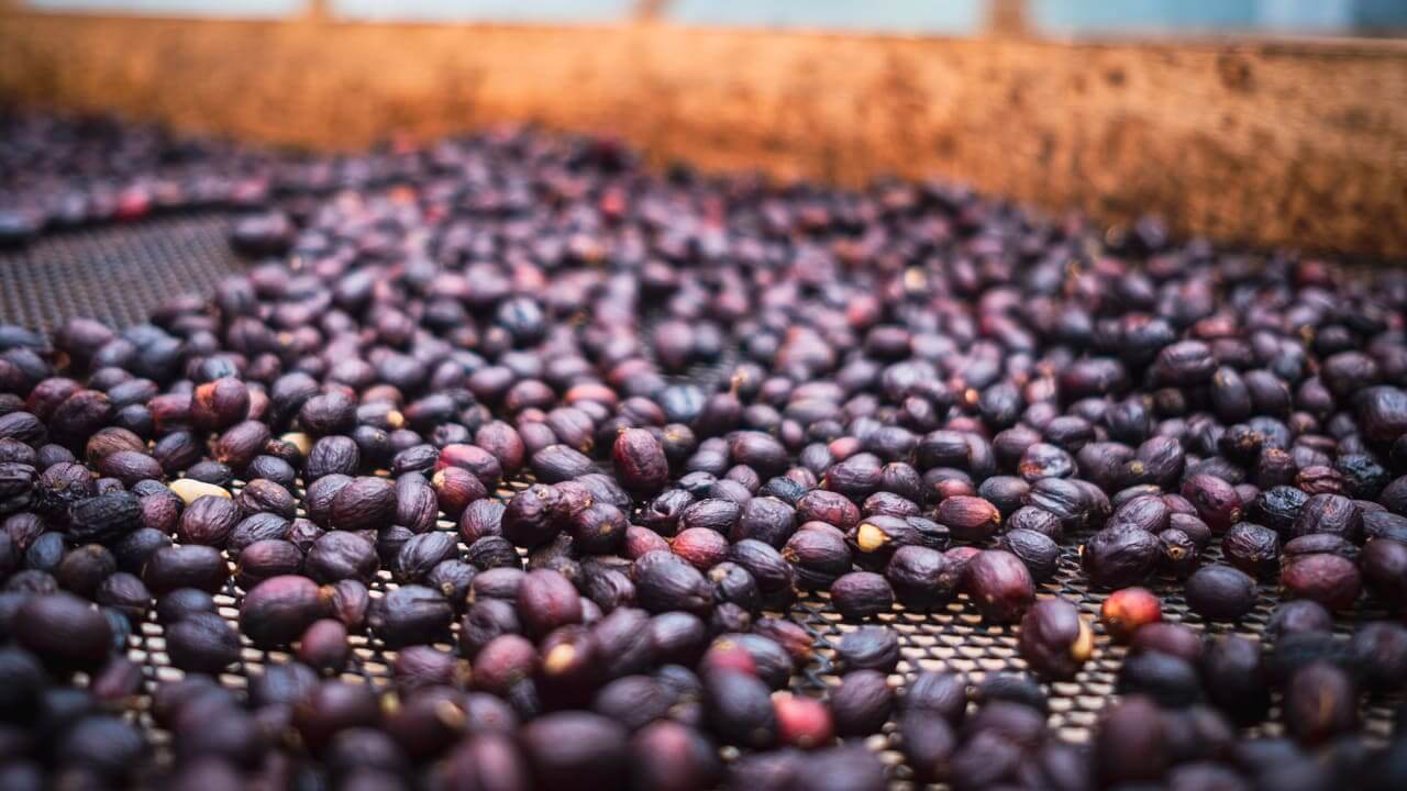 Cara Fermentasi Buah Kopi Natural