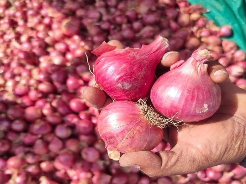 usaha bawang goreng rumahan untuk pemula