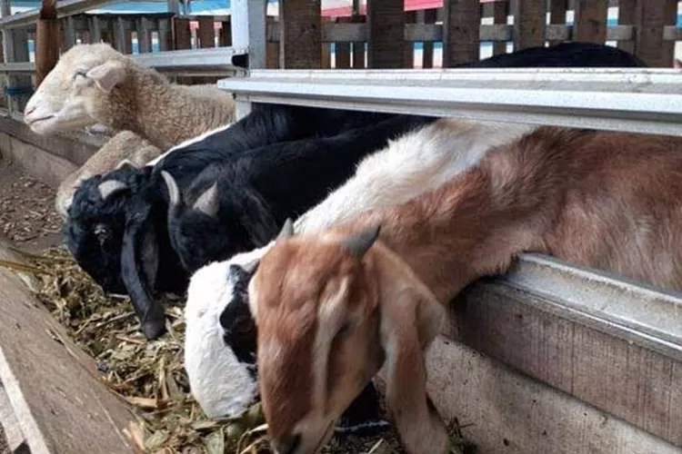 fermentasi pakan kambing