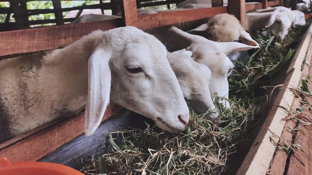 pakan kambing kering