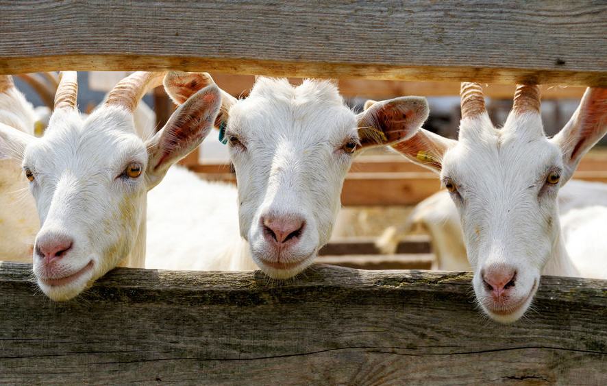 makanan kambing
