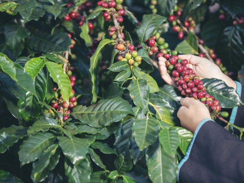 Alat Penggiling Biji Kopi 