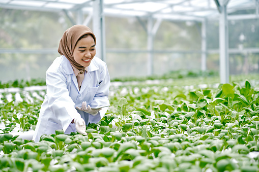 Kontrol kualitas bahan sayuran