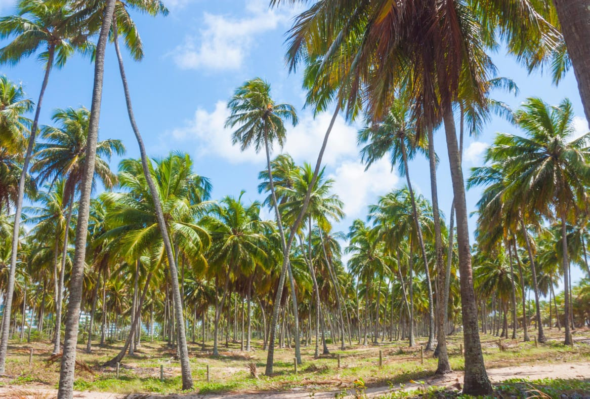 Pemanfaatan sabut kelapa di industri kreatif