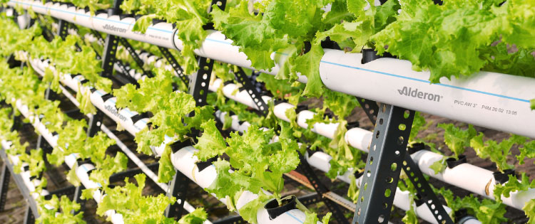 Peluang Usaha Hijau untuk Generasi Muda Cocomesh