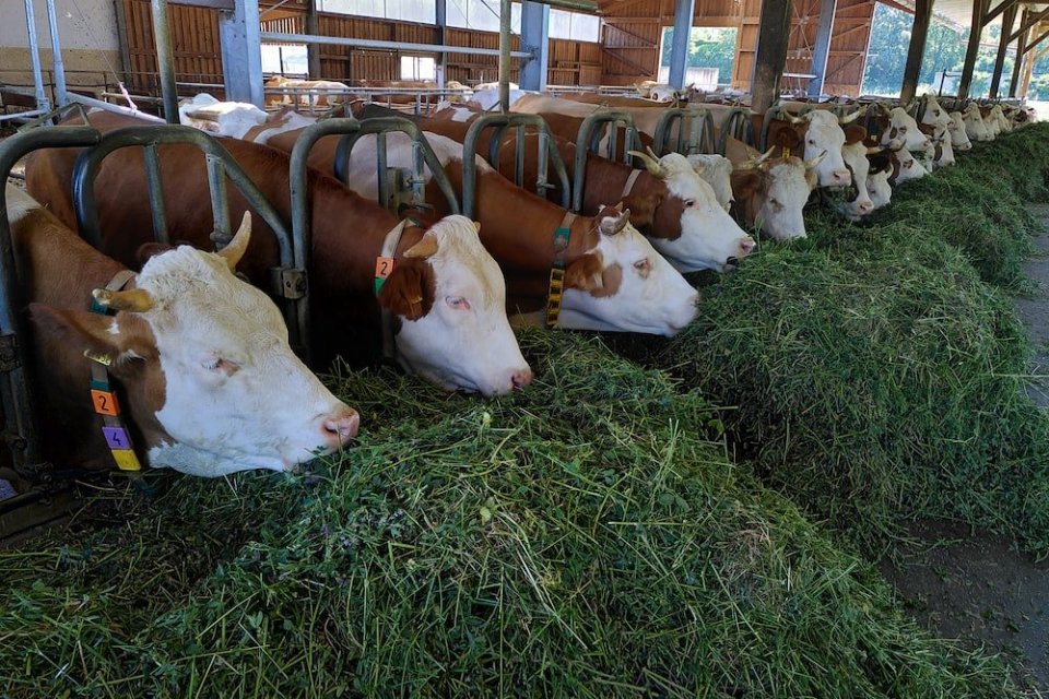 hijauan segar untuk ruminansia