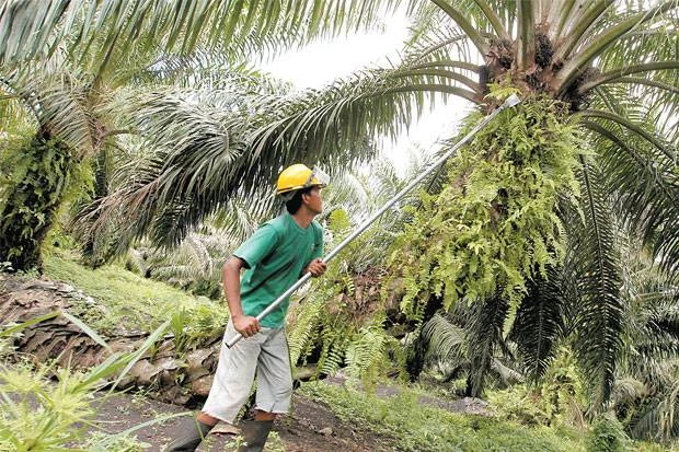 produktivitas kelapa sawit
