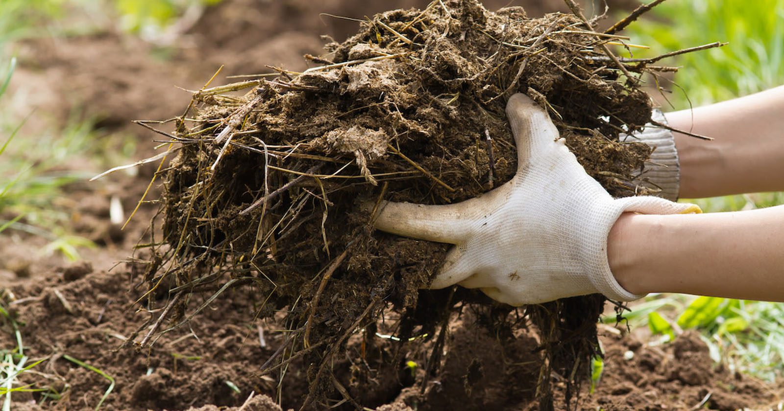 Panduan Lengkap Memilih Hijauan Organik Tanpa Kimia