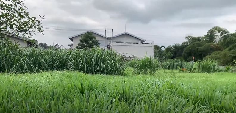 evaluasi kualitas rumput harian