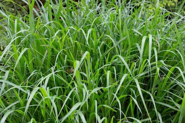 rumput hijau sumber energi