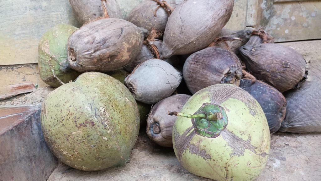 Cara Bisnis Jual Beli Kelapa Secara Menguntungkan