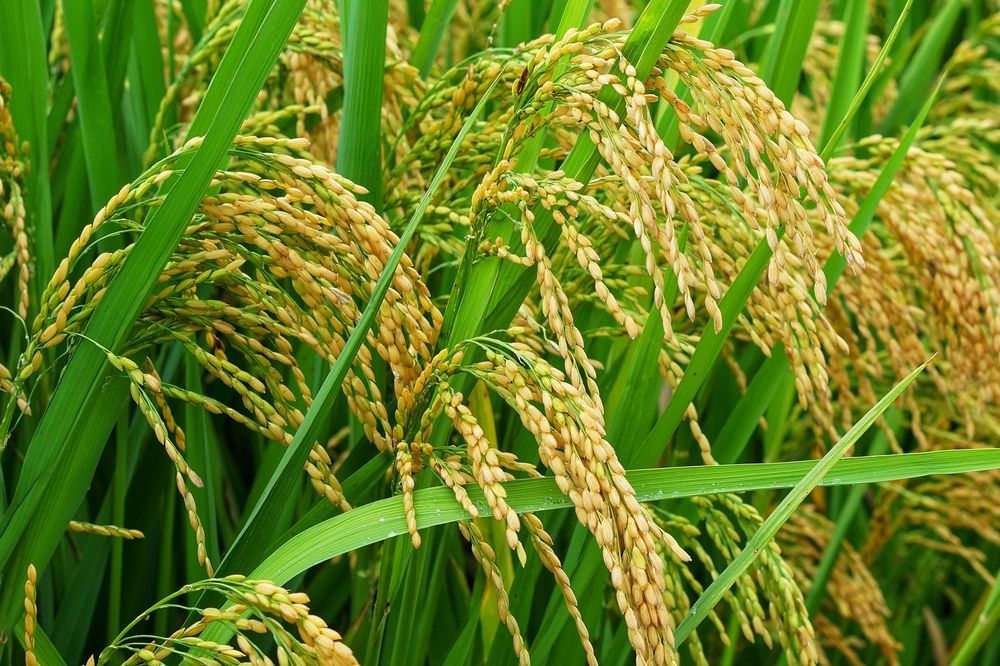 Model Pengolahan Padi Modern