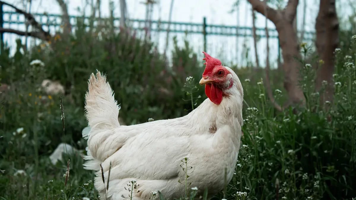 Mesin Cabut Bulu Ayam Kapasitas Kecil
