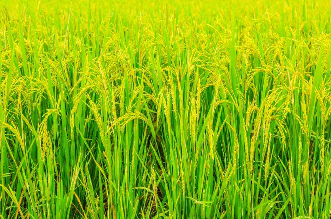 nama bibit padi unggul